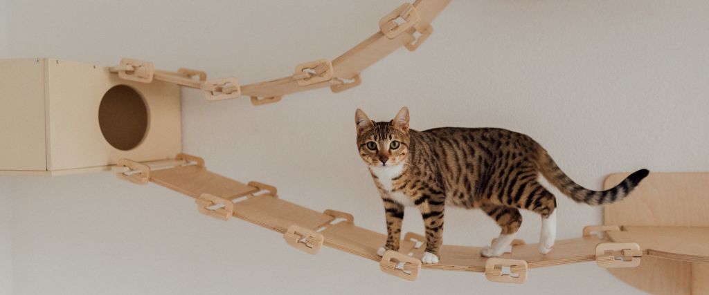 American shorthair cat running on  wall connects.