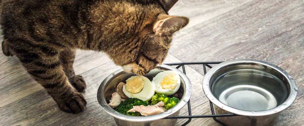 American shorthair eating boiled eggs, chicken, and broccoli..