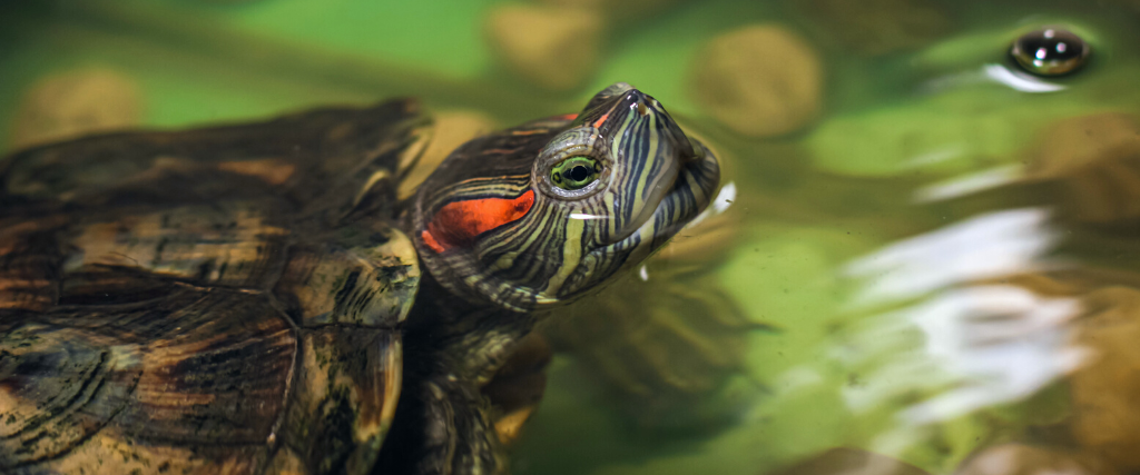 Domestic turtle close-up. A domestic red-eared turtle in an aquarium. An individual of an adult red-eared turtle, swimming in an aquarium, sticking his head out of the water.