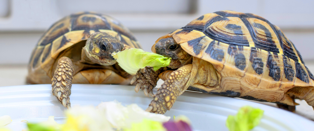 Two turtles eating on a white dish