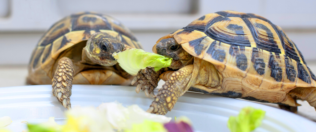 Turtle and Tortoise Shells