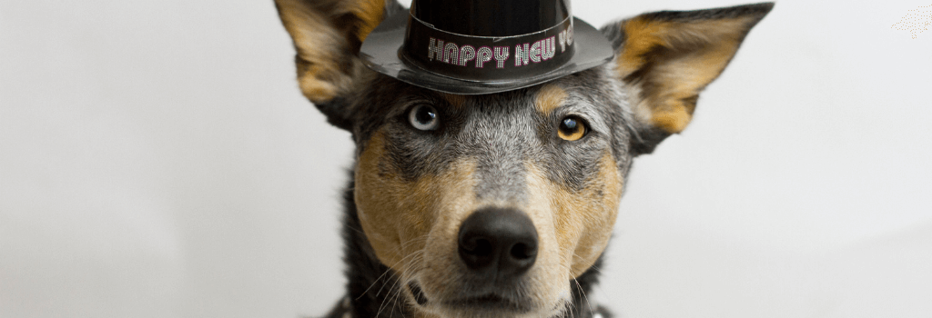 GeniusVets Happy New Year Dog