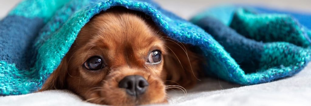 Cavalier Spaniel under blanket, separation anxiety, dog.