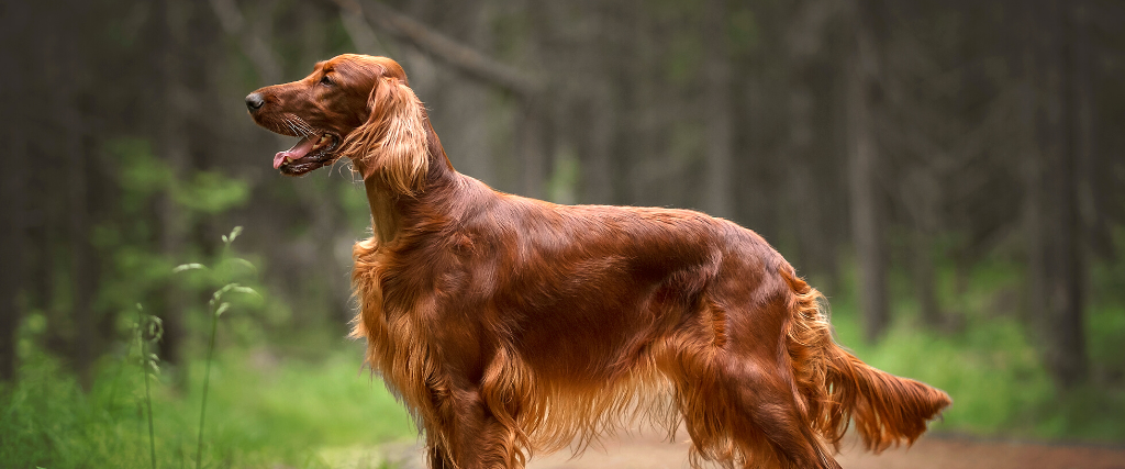 Irish setter in summer forest