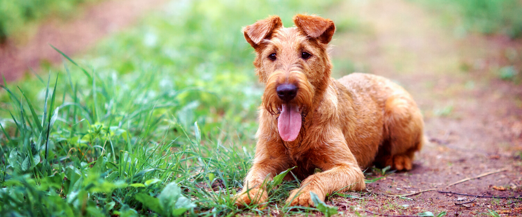 Red Irish Terrier is very interested on a walk