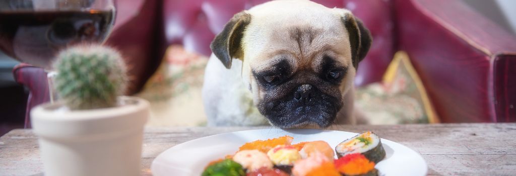 Pug at table with Sushi.