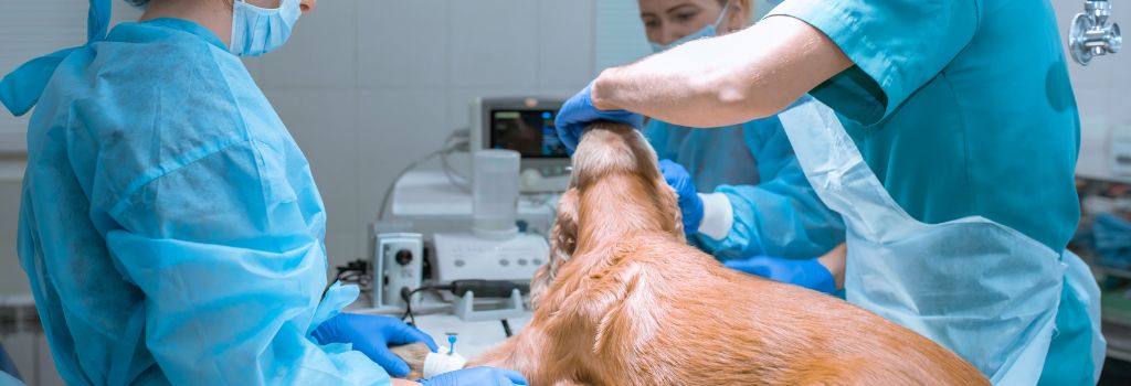 Irish setter being intubated for endoscopy.