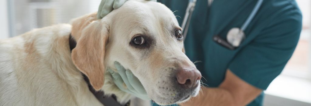 Yellow lab at veterinary hospital with DVM.