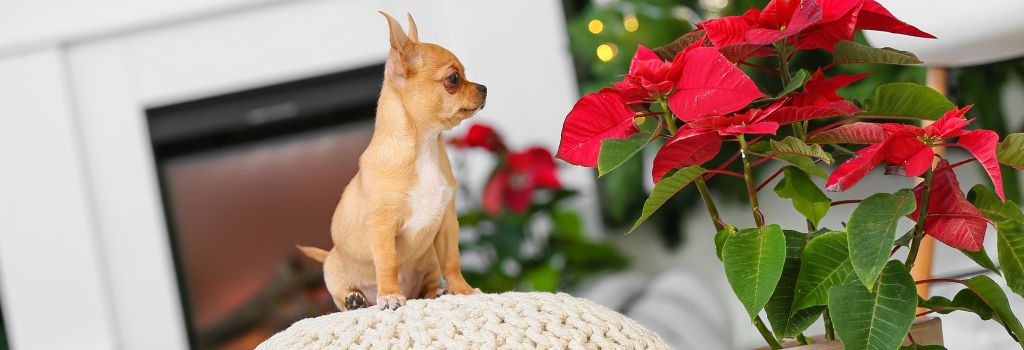 Puppy with Poinsettia.