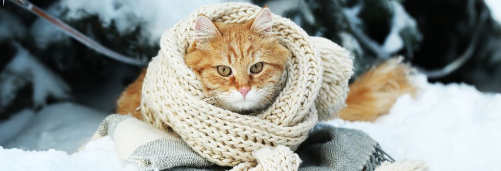 Cat in snow in scarf.