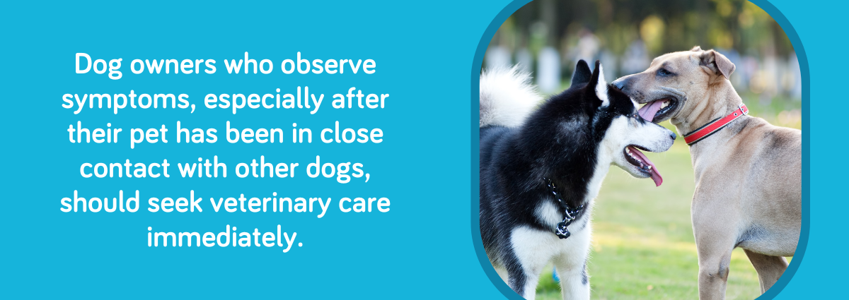 Dog owners who observe symptoms, especially after their pet has been in close contact with other dogs, should seek veterinary care immediately.