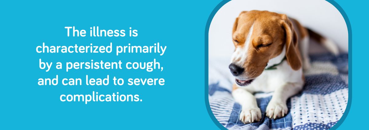 The illness is characterized primarily by a persistent cough, and can lead to severe complications.