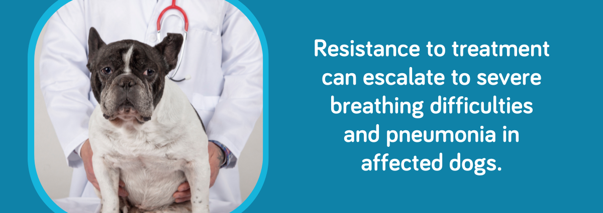 Resistance to treatment can escalate to severe breathing difficulties and pneumonia in affected dogs.