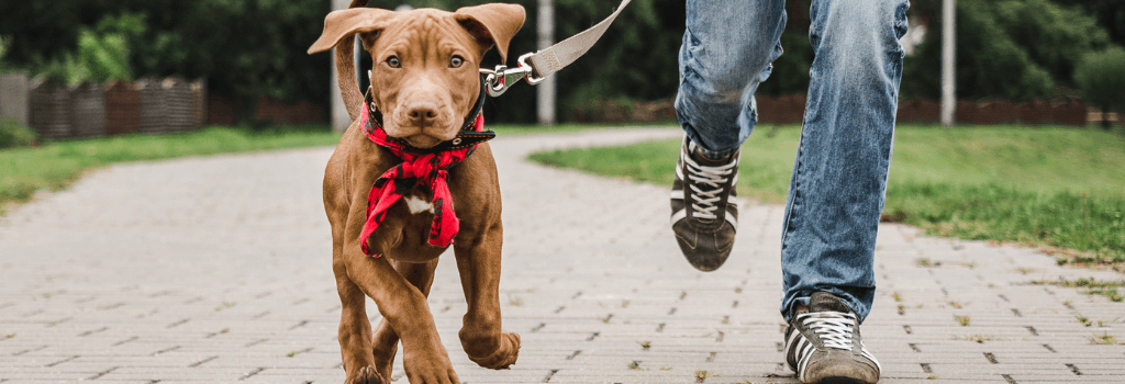 Dog running on holiday walks.