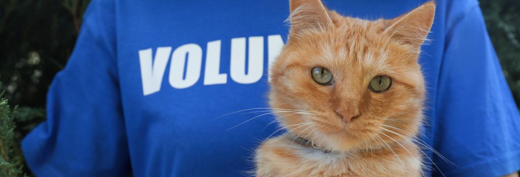 Orange cat with volunteer at shelter.