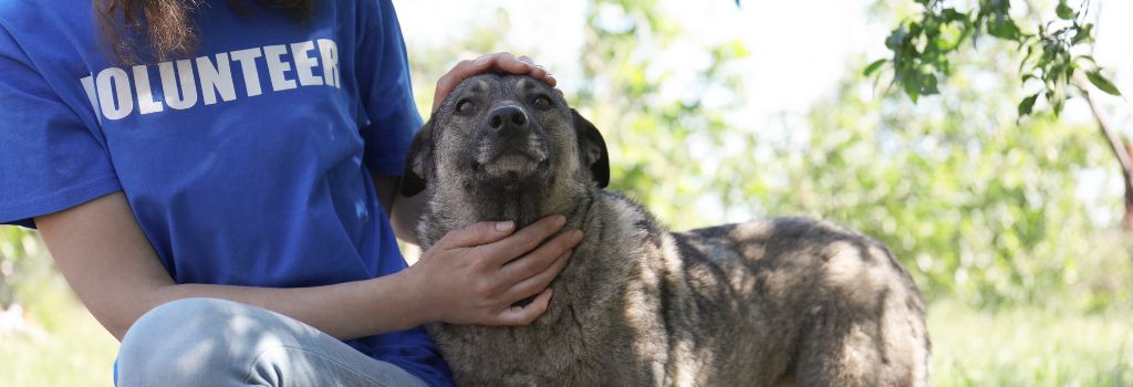 Sweet dog with volunteer at shelter.