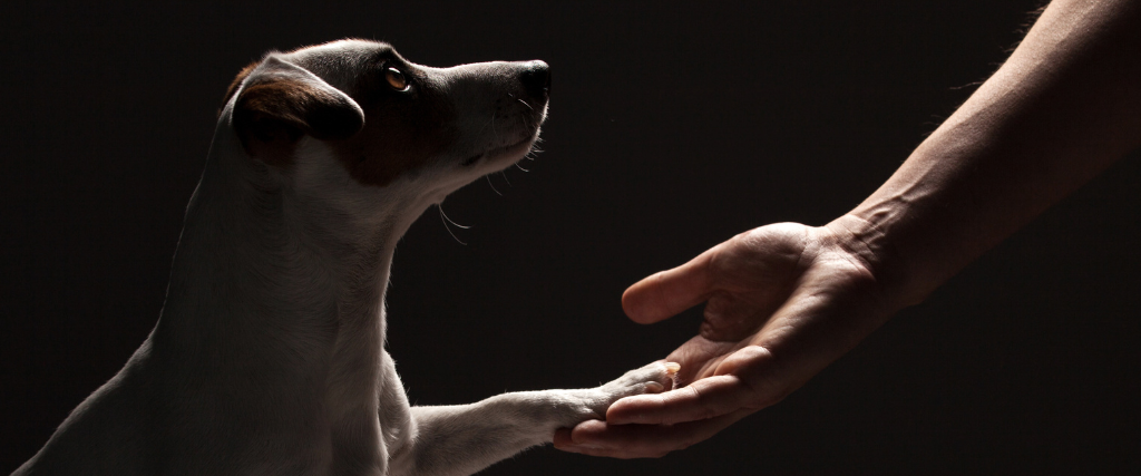 Dog in shadow