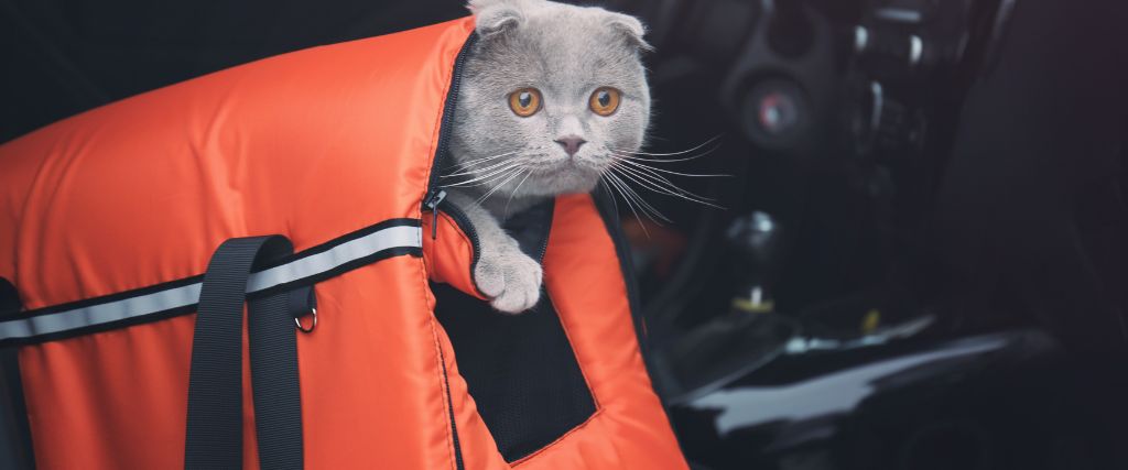 Cat looking out of carrier