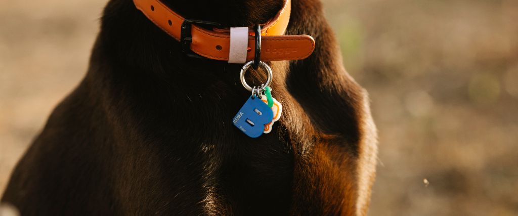 Dog collar close up