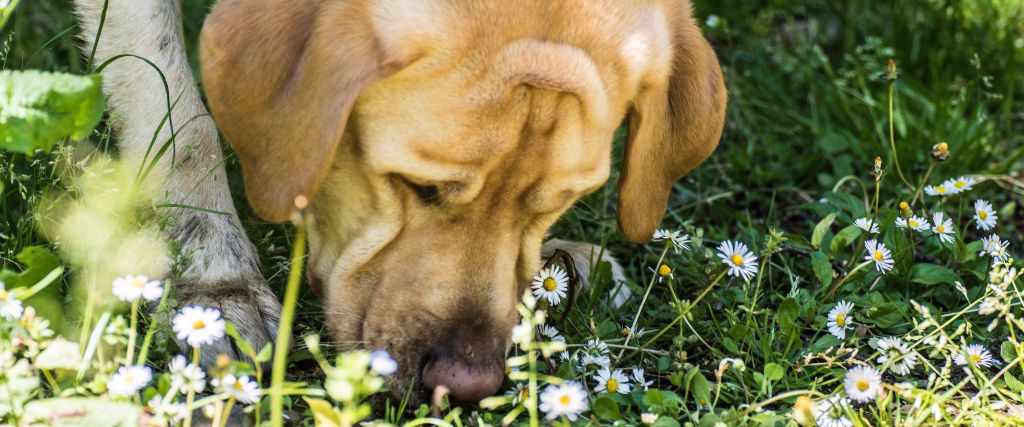 Yellow lab smelling the ground of flowers.
