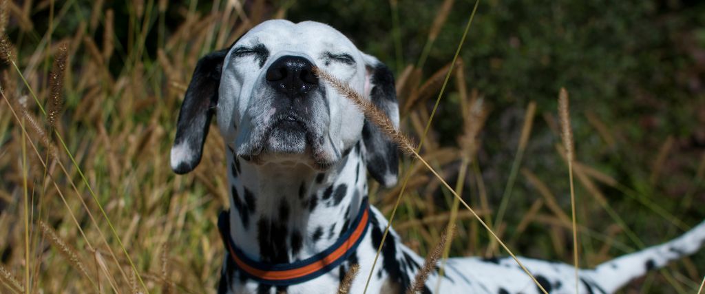 Dalmatian sniffing the air.