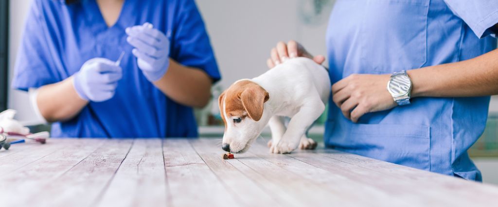 Puppy at veterinary office eating treats on the table for a vaccine.