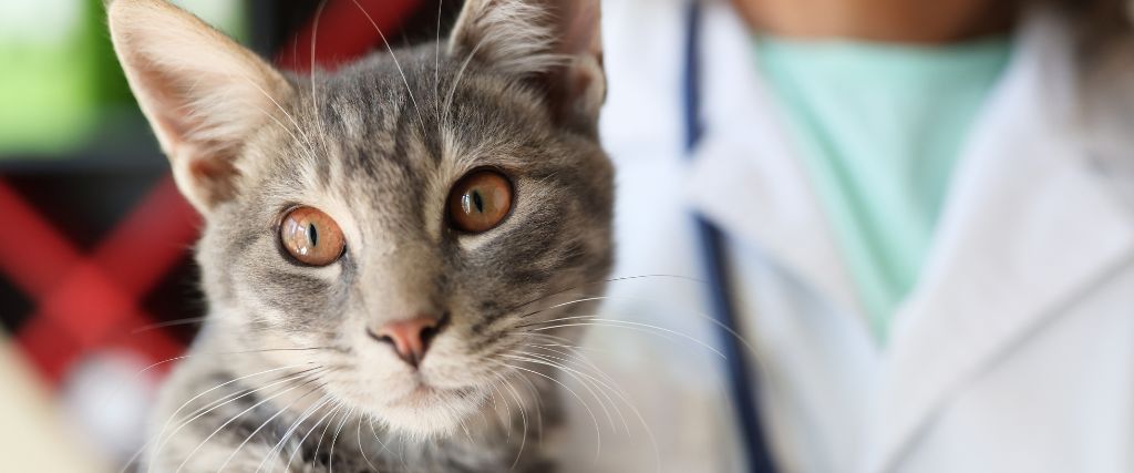 Cat with veterinarian having an exam.