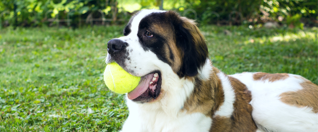 A large saint bernard dog lays in a yard and plays with a tennis ball