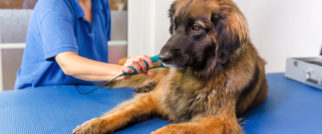 Dog laser therapy