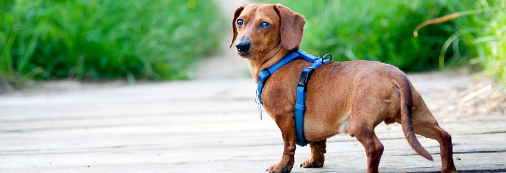  Dachshund in a field looking back.