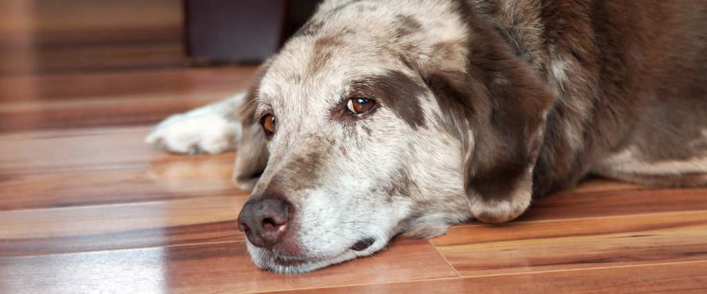 Senior dog laying down on floor.