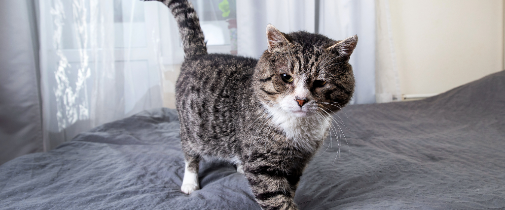 Old cat standing on bed.