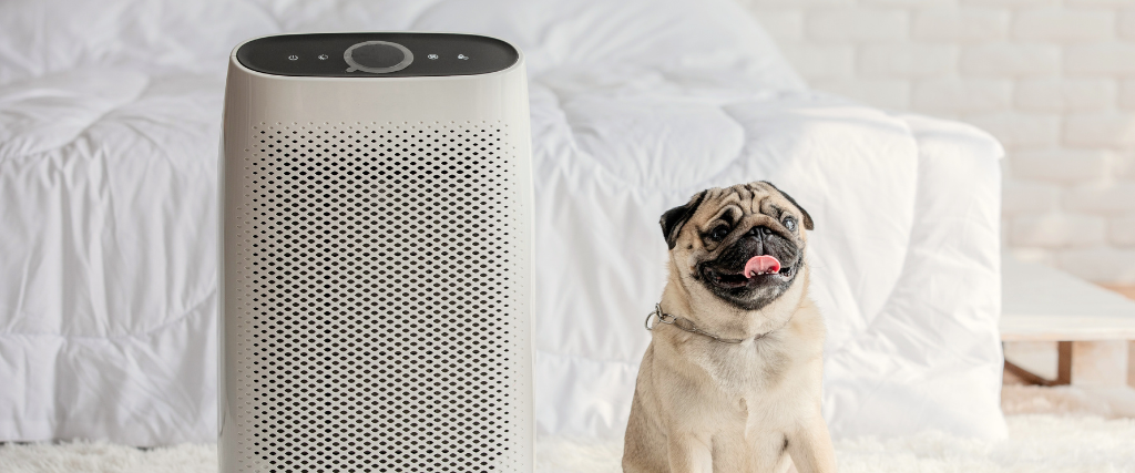 Pug dog and air purifier in cozy white bed room for filtering, cleaning, and removing dust and pollution