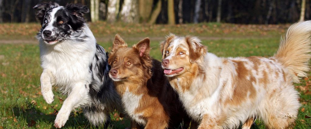 Three aussies running in a field.