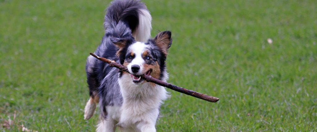 Aussie with stick running.