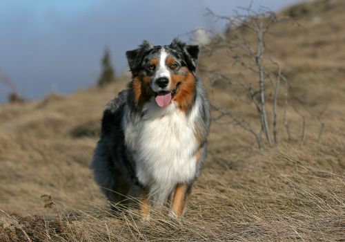 Australian Shepherd in field