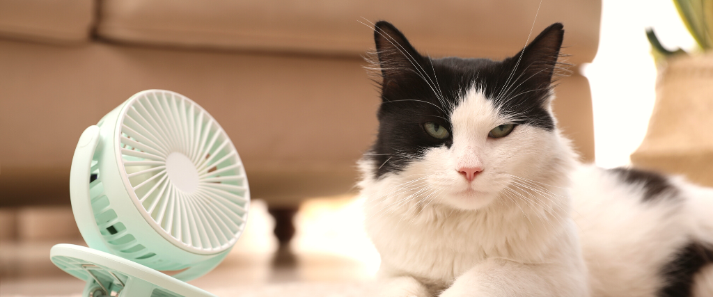 Cute fluffy cat enjoying air flow from fan on floor indoors. Summer heat