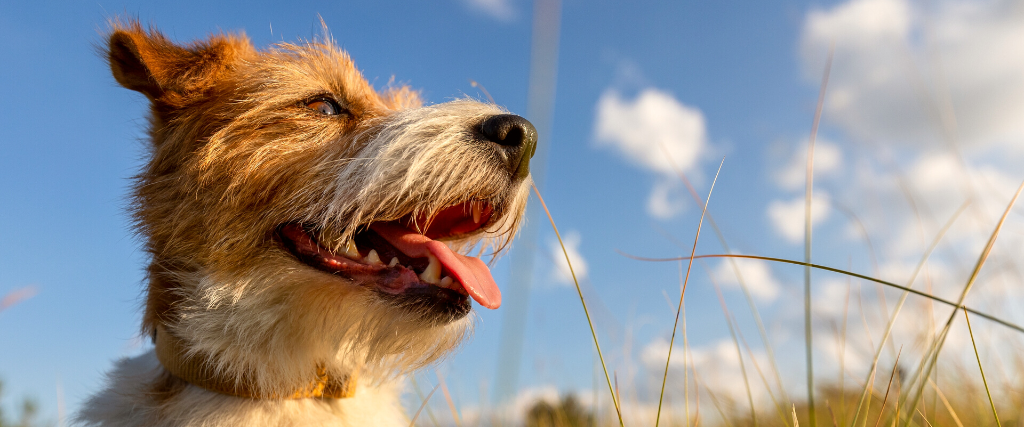 Banner of a happy panting dog in summer in the meadow grass on sky background.