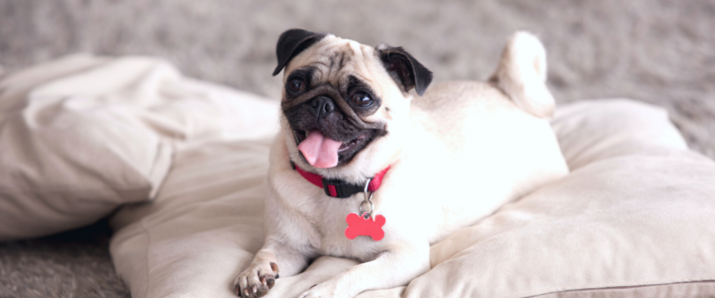 Pug laying down.