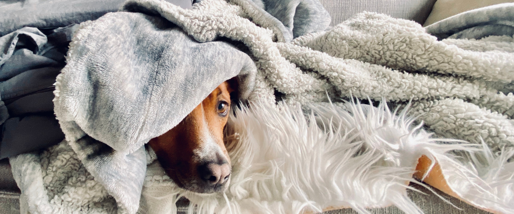 Shepherd Dog Sleeping on Sofa Hiding Wrapped up in Blankets.