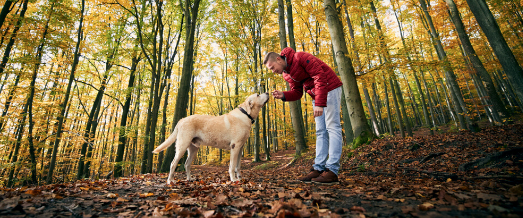 Man with labrador retriever in an autumn forest..