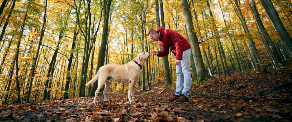 Best dog breed outlet for hiking companion