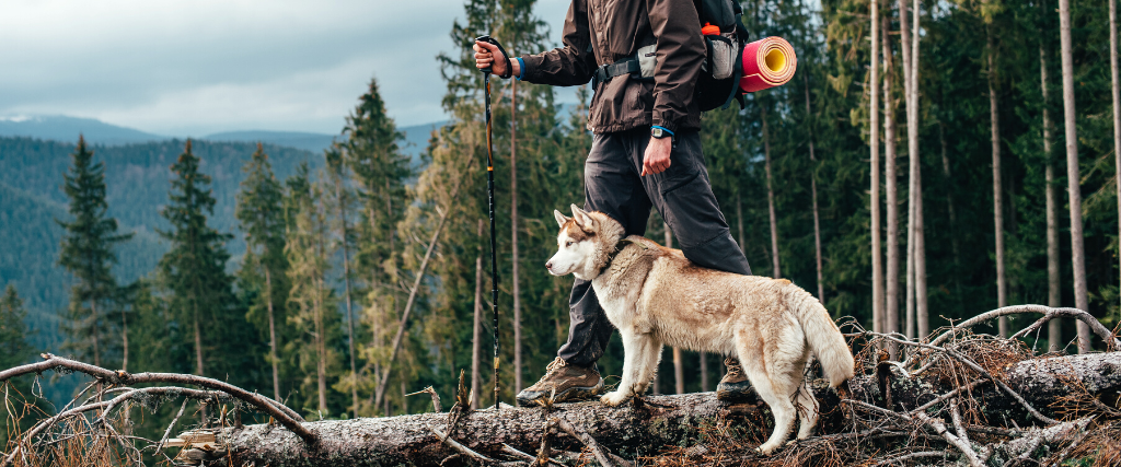 hiker with siberian husky dog looking at beautiful view in mountains