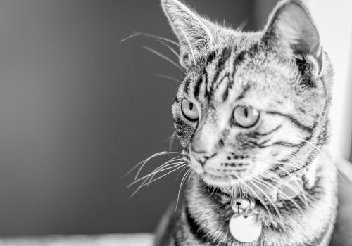 Black and white cat memorial