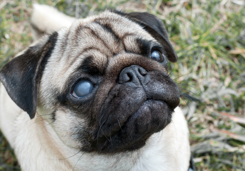 Blind pug