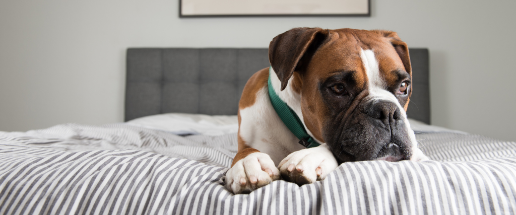 Boxer Dog Relaxing on Owners Bed