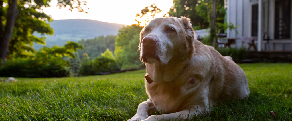 Old labrador retriever sitting in the grass at sunset