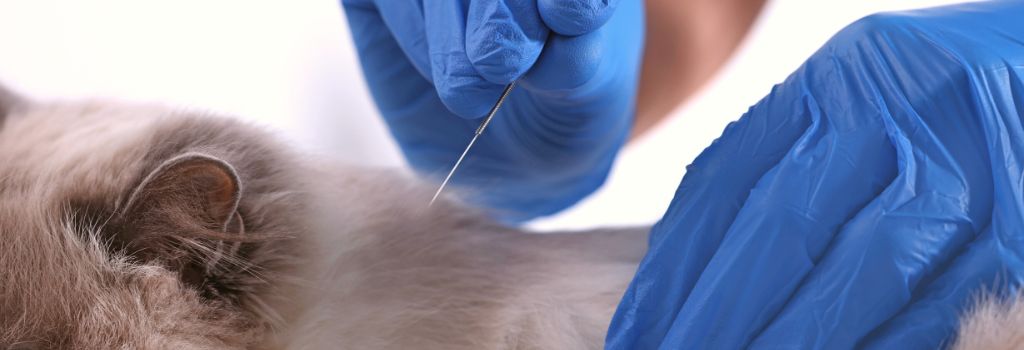 Veterinarian holding acupuncture needle near cat's back on white background