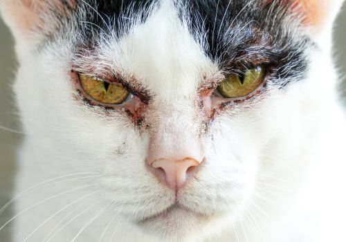 Close-up of the face of a cat who has an allergy.