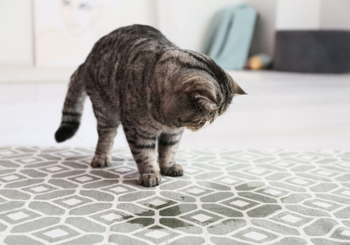 Cat looking at a dark spot on a rug where it has urinated